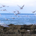 ホワイトフロンティッドターン(Whitefronted Tern)