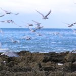ホワイトフロンティッドターン(Whitefronted Tern)