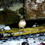 ロックレン (Rockwren)