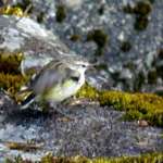 ライフルマン (Rifleman)