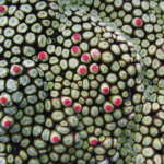 ベジタブルシープ (Vegtable sheep)