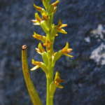 リークオーキッド (Leek orchid)