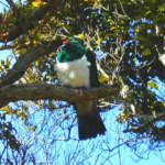 ニュージーランドピジョン (New Zealand Pigeon)