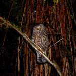 モアポーク (Morepork)