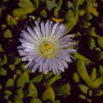 ネイティブアイスプランツ (Native ice plants)