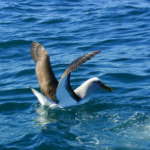 ブラーズモリモーク (Bullers Mollymawk)