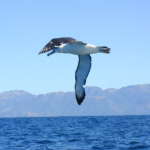 シャイモリモーク (Shy Mollymawk)