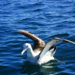 ワンダリングアルバトロス (Wandering albatross)