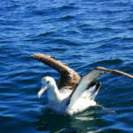 ワンダリングアルバトロス (Wandering albatross)