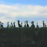 パイドシャグ (Pied Shag)