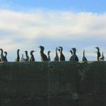 パイドシャグ (Pied Shag)