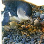 ブルーリトルペンギン (Blue little penguin)