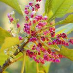 ワインベリー (Wine berry)