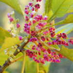 ワインベリー (Wine berry)