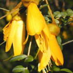 コーファイ (Kowhai)