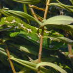 ジュエルドゲッコー (Jewelled Gecko)
