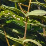 ジュエルドゲッコー (Jewelled Gecko)