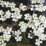 クリーピングウーリシア (Creeping ourisa)