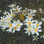 ネイティブクレマチス (Native clematis)