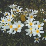 ネイティブクレマチス (Native clematis)