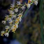 バンブーオーキッド (Bamboo orchid)