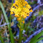 マオリオニオン (Maori onion)