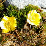 シルキーアルパインバターカップ (Silky alpine buttercup)