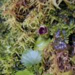 スパイダーオーキッド (Spider orchid)