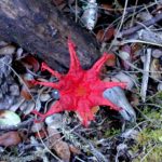 フラワーファンガス (Flower fungus)