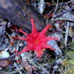 フラワーファンガス (Flower fungus)