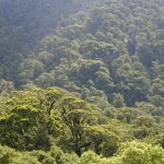 雨のナンキョクブナ (Rainforest)