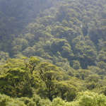 雨のナンキョクブナ (Rainforest)