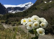 mount cook liliy