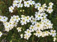 creeping ourisia on Nov